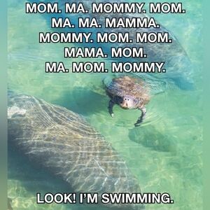 Florida Manatees (not for sale)